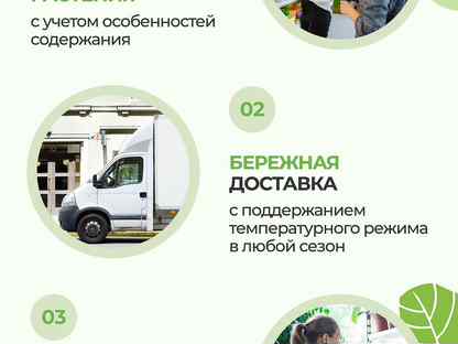 Орхидея Фаленопсис 2 ствола желтая фуксия белая ро